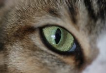 Cats Don’t Have 9 Lives, Federal Study Finds