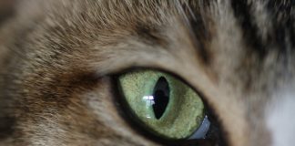 Cats Don’t Have 9 Lives, Federal Study Finds