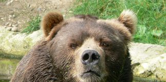 Bear Avoidance is Safer Than Bear Poking