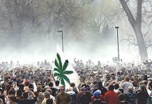 Feds to Legalize Marijuana to Stop Campus Demonstrations