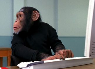 Chimps and Monkeys Skipping Straight From Stone Age to Information Age