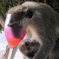 drunk monkey