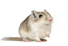 Practice Safe Gerbiling: Why Duct Tape is Necessary