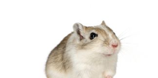 Practice Safe Gerbiling: Why Duct Tape is Necessary