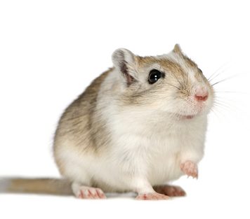 Practice Safe Gerbiling: Why Duct Tape is Necessary