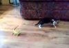 Curiosity Was Framed; Lizards Did It