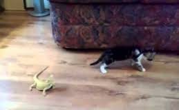 Curiosity Was Framed; Lizards Did It