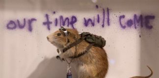 Sewer Rats in Los Angeles Becoming Sentient