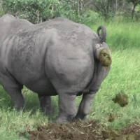 shitting-rhino