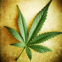 single-cannabis-leaf-280_1