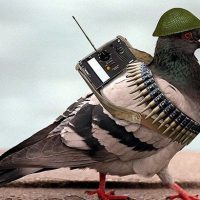 war-pigeon