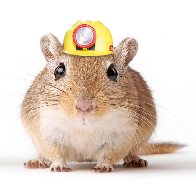 gerbil_miner