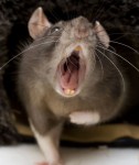 Rat giving political speech