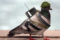 war-pigeon